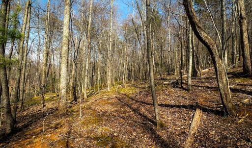Photo #21 of Off of Blueberry Lane, Stuart, VA 48.1 acres
