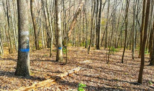 Photo #25 of Off of Blueberry Lane, Stuart, VA 48.1 acres