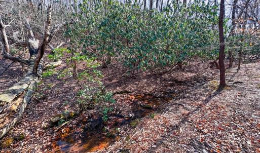Photo #26 of Off of Blueberry Lane, Stuart, VA 48.1 acres