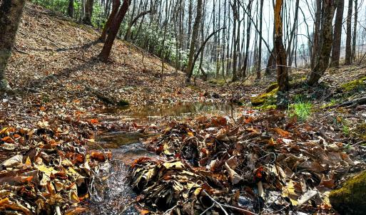 Photo #3 of Off of Blueberry Lane, Stuart, VA 48.1 acres