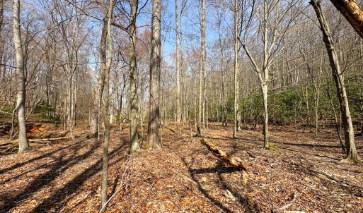 Photo #7 of Off of Blueberry Lane, Stuart, VA 48.1 acres