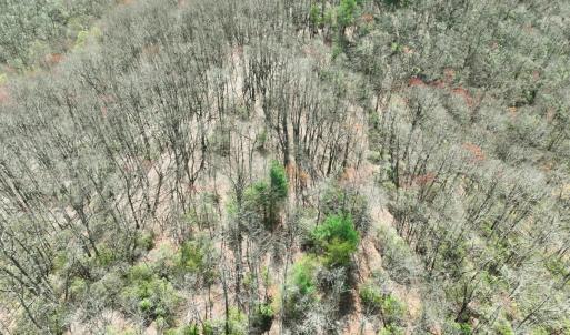 Photo #12 of Off of Willard Creek Lane, Stuart, VA 180.0 acres