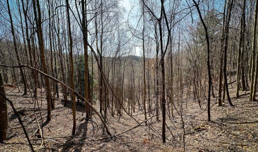 Photo #14 of Off of Willard Creek Lane, Stuart, VA 180.0 acres