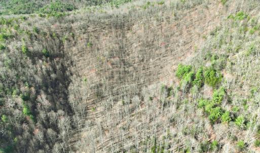 Photo #21 of Off of Willard Creek Lane, Stuart, VA 180.0 acres
