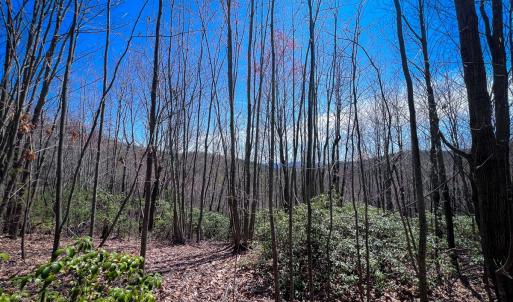 Photo #23 of Off of Willard Creek Lane, Stuart, VA 180.0 acres