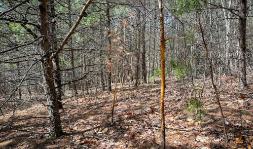 Photo #27 of Off of Willard Creek Lane, Stuart, VA 180.0 acres
