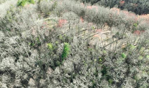 Photo #28 of Off of Willard Creek Lane, Stuart, VA 180.0 acres
