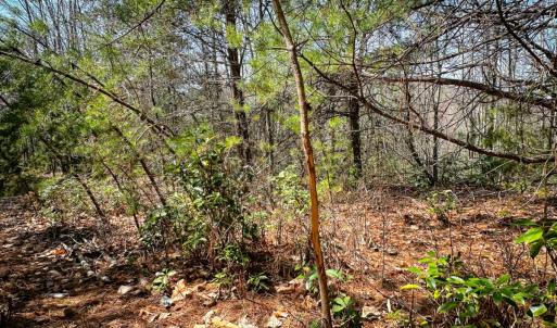 Photo #34 of Off of Willard Creek Lane, Stuart, VA 180.0 acres