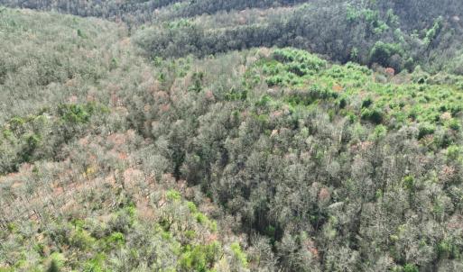 Photo #8 of Off of Willard Creek Lane, Stuart, VA 180.0 acres