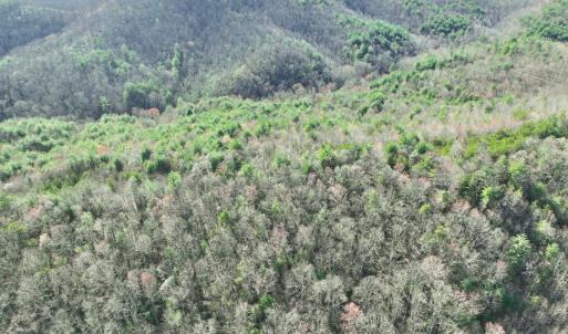 Photo #9 of Off of Willard Creek Lane, Stuart, VA 180.0 acres
