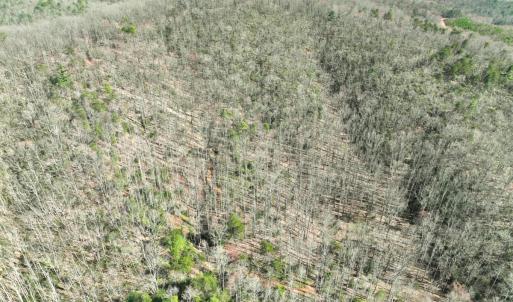 Photo #42 of Off of Willard Creek Lane, Stuart, VA 180.0 acres