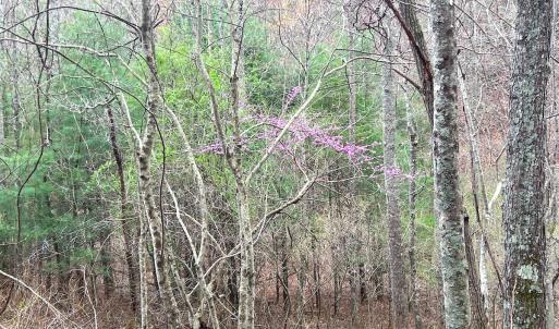 Photo #45 of Off of Willard Creek Lane, Stuart, VA 180.0 acres