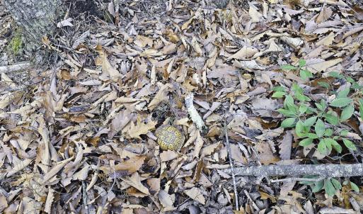 Photo #10 of Off Craig Woods Rd, New Castle, VA 2.8 acres