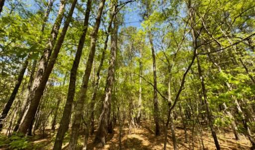 Photo #7 of Off North State Lane, Rockingham, NC 1.1 acres