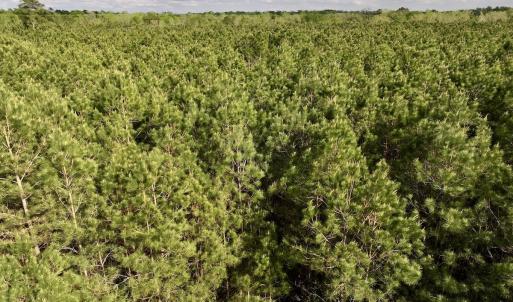 Photo #10 of Off NC 33 E, Grimesland, NC 131.0 acres