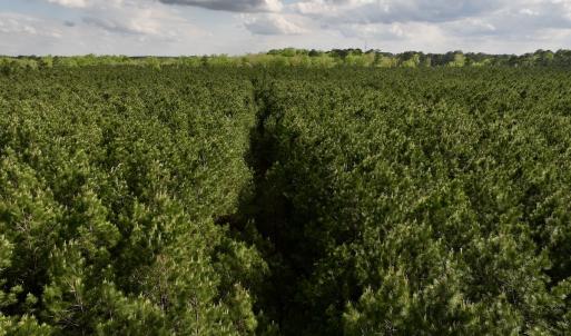 Photo #16 of Off NC 33 E, Grimesland, NC 131.0 acres