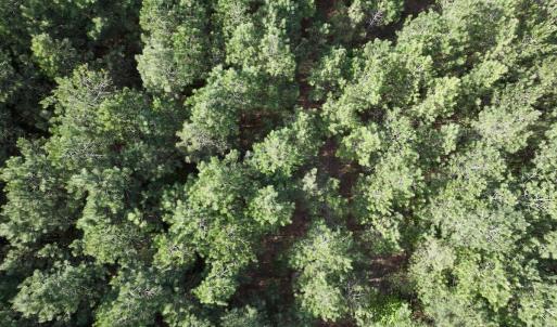 Photo #23 of Off NC 33 E, Grimesland, NC 131.0 acres