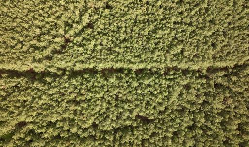 Photo #9 of Off NC 33 E, Grimesland, NC 131.0 acres