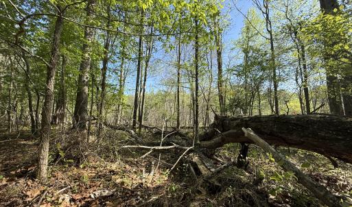 Photo #21 of 5829 Flower Hill Road, Kenly, NC 4.9 acres