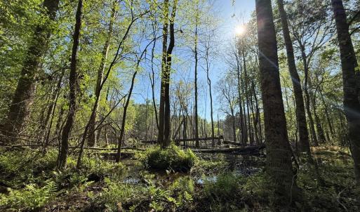 Photo #24 of 5829 Flower Hill Road, Kenly, NC 4.9 acres