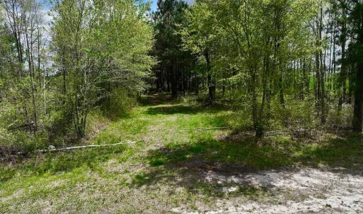 Photo #18 of 973 Mosely Road, Washington, NC 117.0 acres