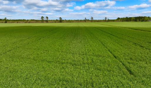 Photo #20 of 973 Mosely Road, Washington, NC 117.0 acres