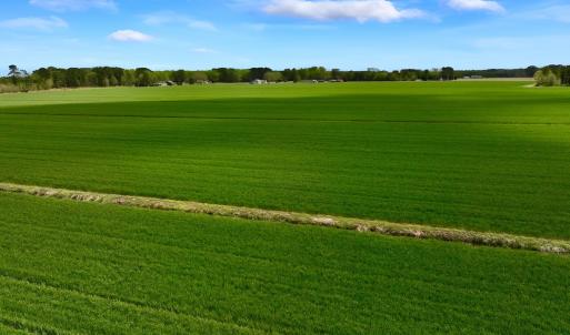 Photo #21 of 973 Mosely Road, Washington, NC 117.0 acres