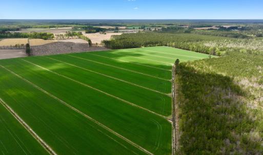 Photo #3 of 973 Mosely Road, Washington, NC 117.0 acres