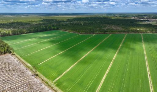 Photo #6 of 973 Mosely Road, Washington, NC 117.0 acres