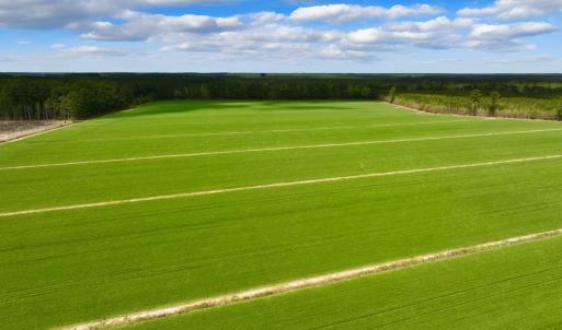 Photo #9 of 973 Mosely Road, Washington, NC 117.0 acres