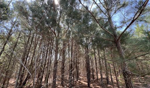 Photo #34 of Off Old Washington Road, Washington, NC 10.6 acres