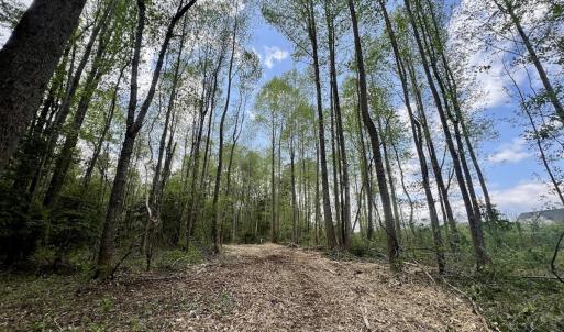 Photo #12 of Off Red Road, Nashville, NC 29.5 acres