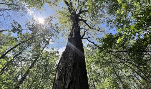 Photo #15 of Off Red Road, Nashville, NC 29.5 acres