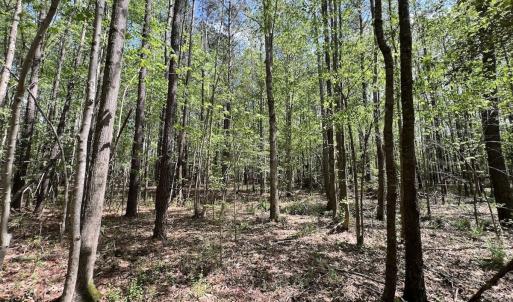 Photo #16 of Off Red Road, Nashville, NC 29.5 acres