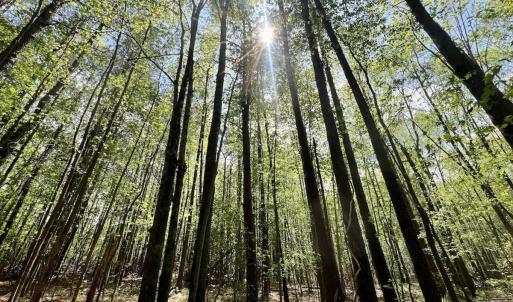 Photo #17 of Off Red Road, Nashville, NC 29.5 acres