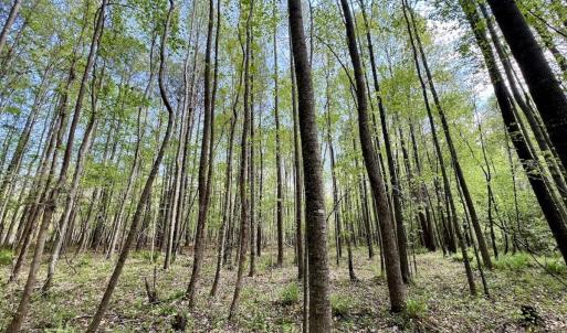 Photo #22 of Off Red Road, Nashville, NC 29.5 acres