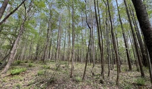 Photo #23 of Off Red Road, Nashville, NC 29.5 acres