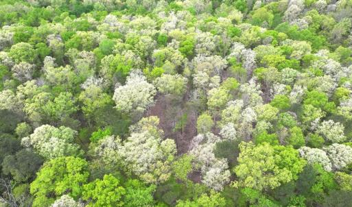 Photo #12 of Off Stoneridge Drive, Lot 5, Stem, NC 23.9 acres