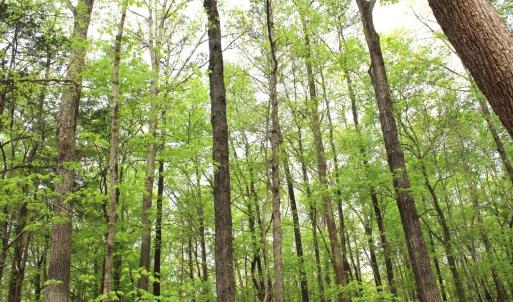 Photo #18 of Off Stoneridge Drive, Lot 5, Stem, NC 23.9 acres
