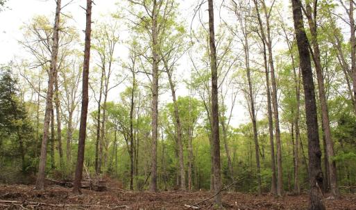 Photo #19 of Off Stoneridge Drive, Lot 5, Stem, NC 23.9 acres