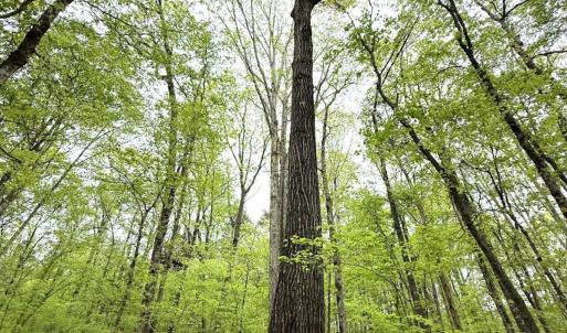 Photo #34 of Off Stoneridge Drive, Lot 5, Stem, NC 23.9 acres