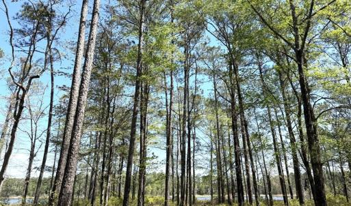 Photo #13 of Off Davis Lane, Lot 18, Belhaven, NC 3.0 acres