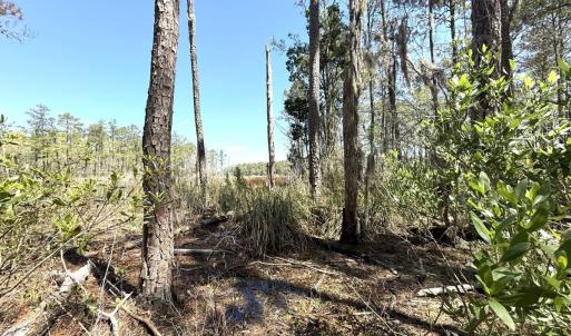 Photo #16 of Off Davis Lane, Lot 18, Belhaven, NC 3.0 acres