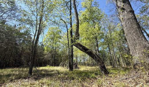 Photo #13 of Off Sunset Point Rd Lot 48, Belhaven, NC 1.7 acres