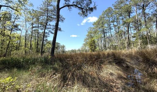 Photo #18 of Off Mixon Creek Rd Lot 5, Belhaven, NC 1.9 acres