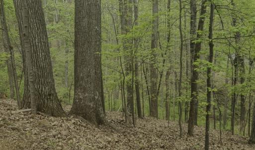 Photo #12 of Off Dots Dr, Charlottesville, VA 6.9 acres