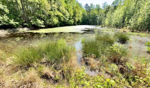 Photo #13 of SOLD property in Off US Hwy 220 Alternate, Ellerbe, NC 33.0 acres