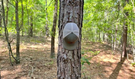 Photo #7 of SOLD property in Off US Hwy 220 Alternate, Ellerbe, NC 33.0 acres