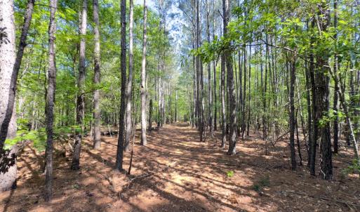 Photo #8 of SOLD property in Off US Hwy 220 Alternate, Ellerbe, NC 33.0 acres