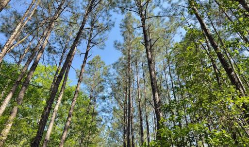 Photo #9 of SOLD property in Off US Hwy 220 Alternate, Ellerbe, NC 33.0 acres